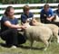 Brittany & Bryan show their Border Cheviot Lambs at the fair